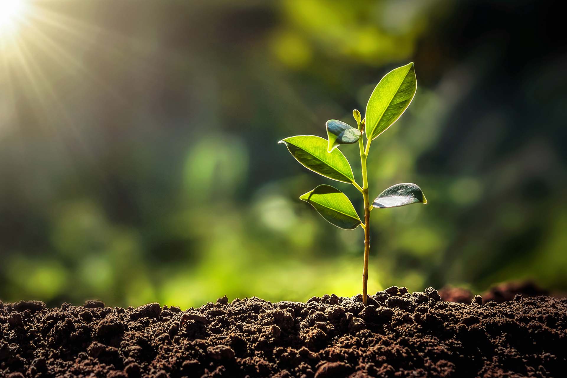 Waste Management Services | Waste Management Company